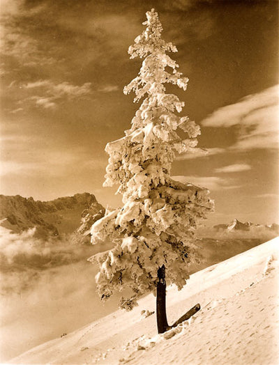 Vintage Ski Photo - The Lone Tree